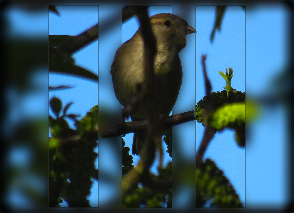 Dreigeteilte Fotografie eines Vogels zwischen Ästen